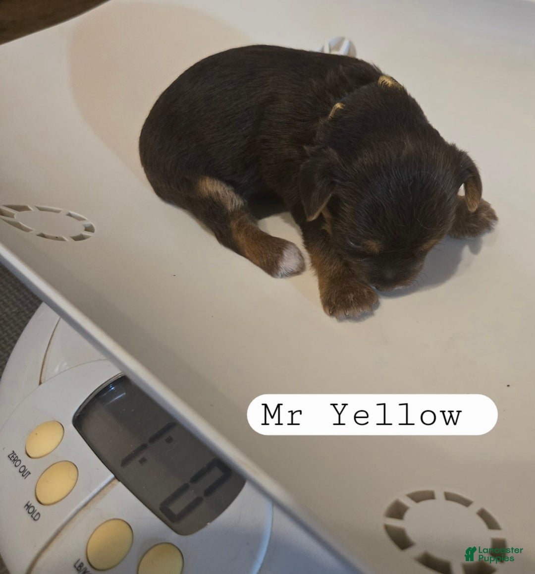 Yorkshire Terrier dogs for sale: Mr Yellow - Image 2