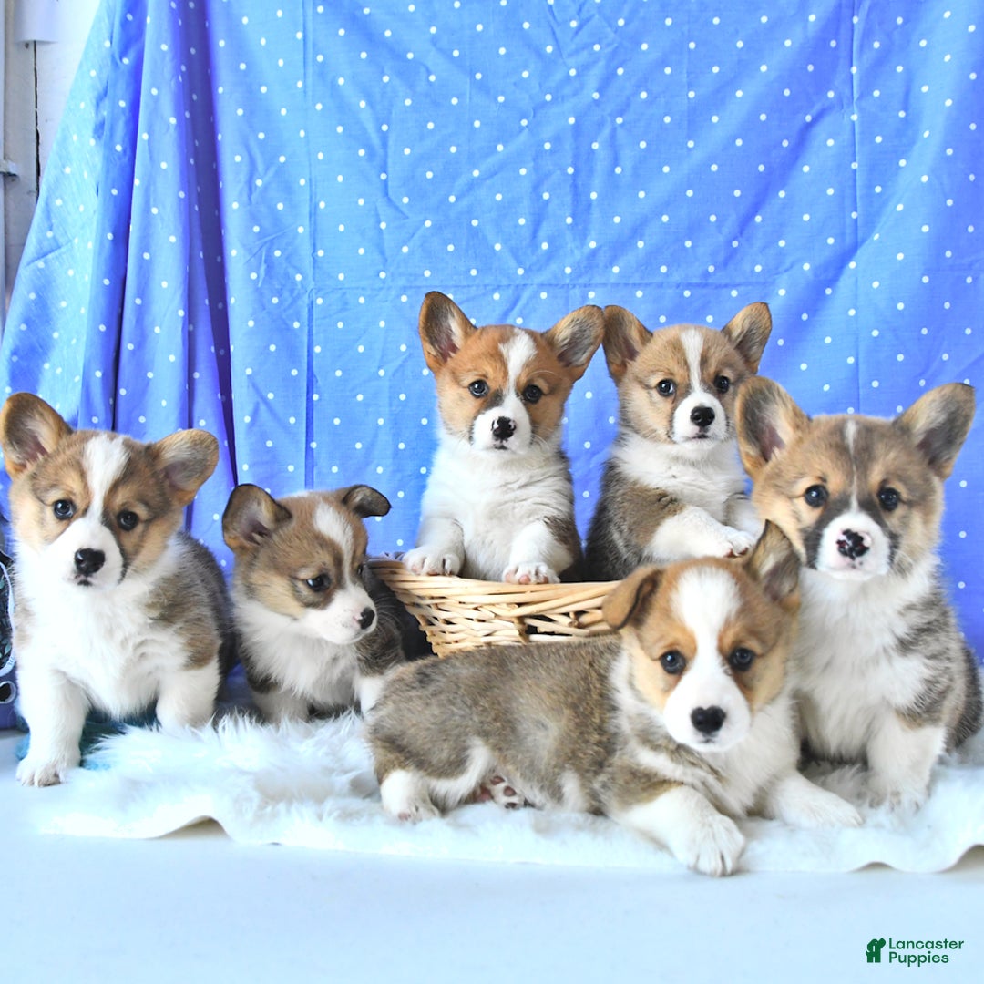 Welsh Corgi Pembroke dogs for sale: Patsy - Image 2