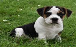 Beabull dogs for sale: Taffy - Image 3