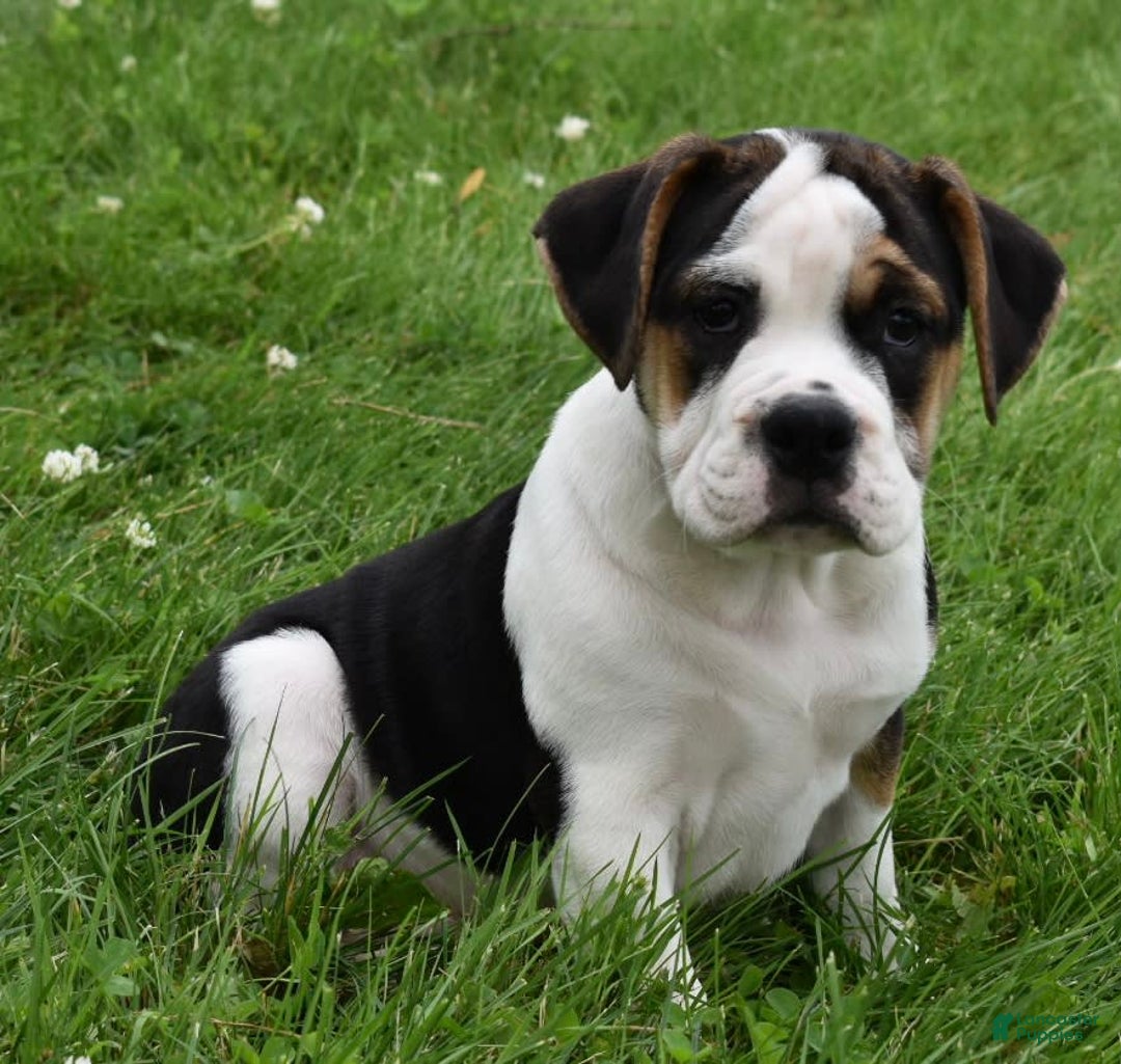 Beabull dogs for sale: Taffy - Image 3