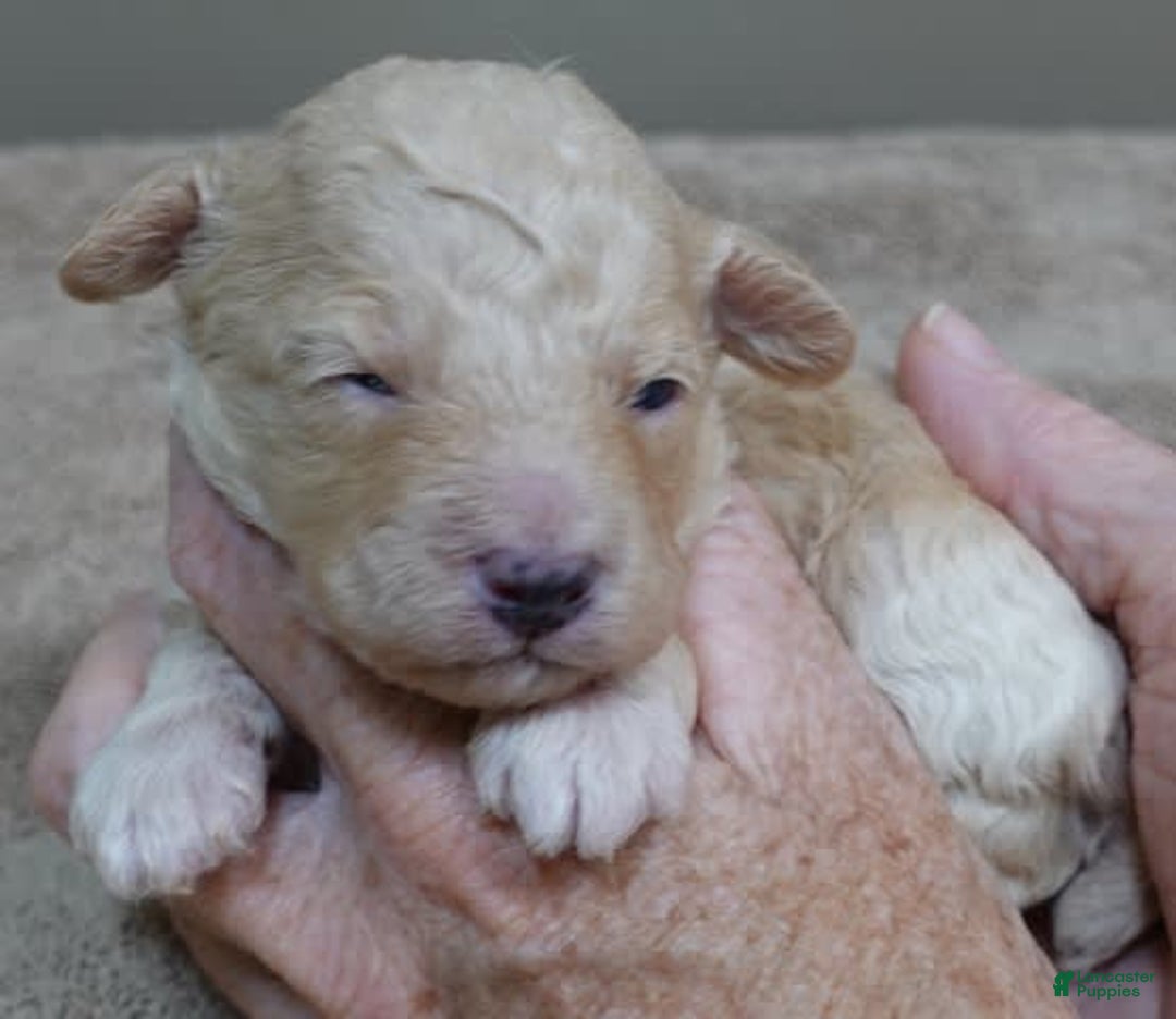 Toy Poodle dogs for sale: Chiki - Image 7