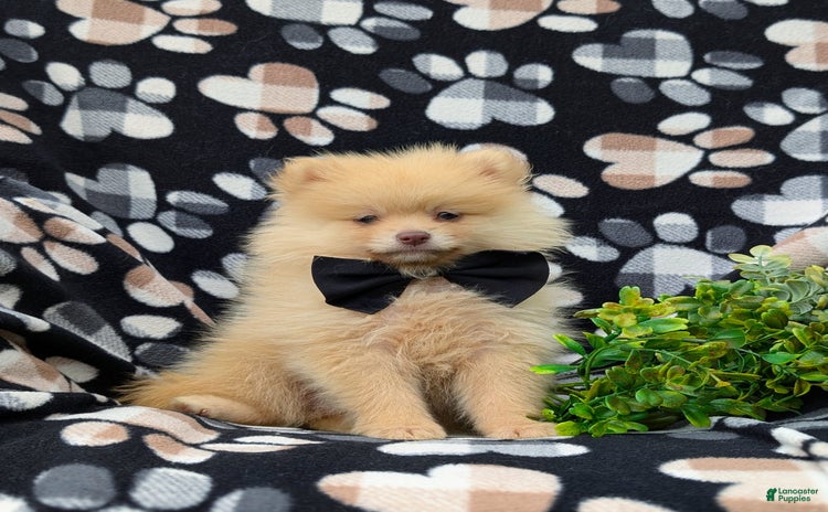 Pomeranian dogs for sale - Ad 1