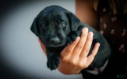Labrador Retriever dogs for sale: Raven - Image 6