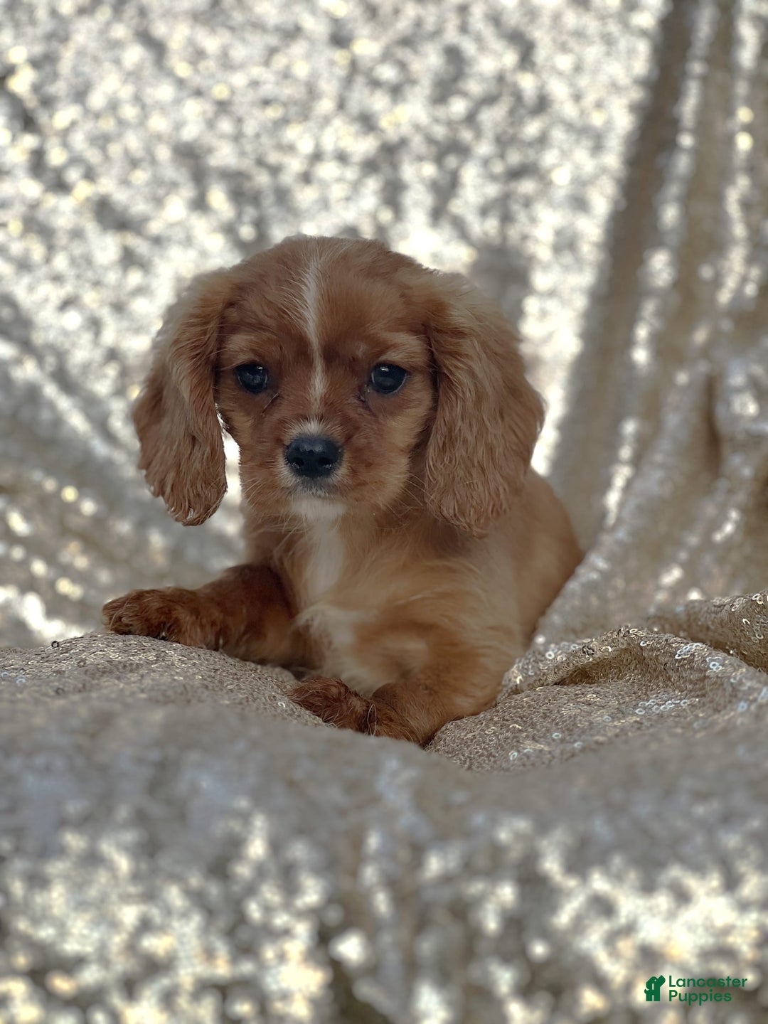 Cavalier King Charles Spaniel dogs for sale: Percy - Image 4