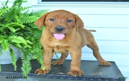 Labrador Retriever dogs for sale: Yara - Image 5