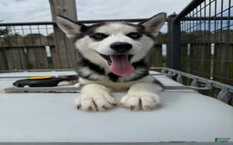 Siberian Husky dogs for sale: Nova Female 4 - Image 8