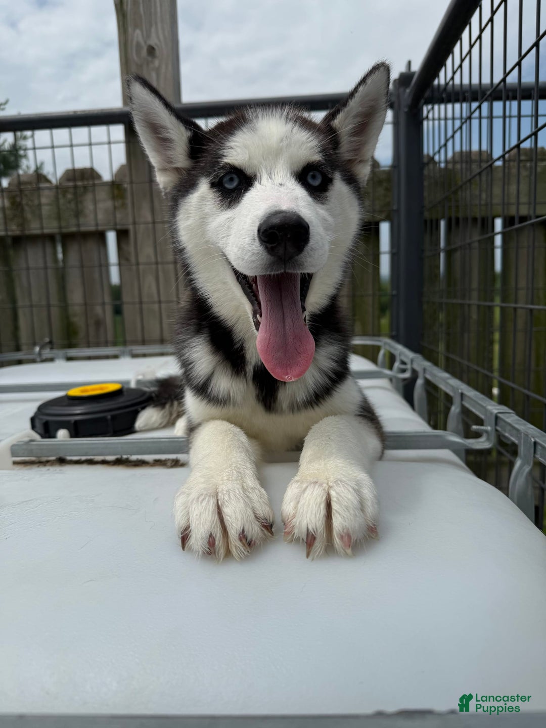 Siberian Husky dogs for sale: Nova Female 4 - Image 8