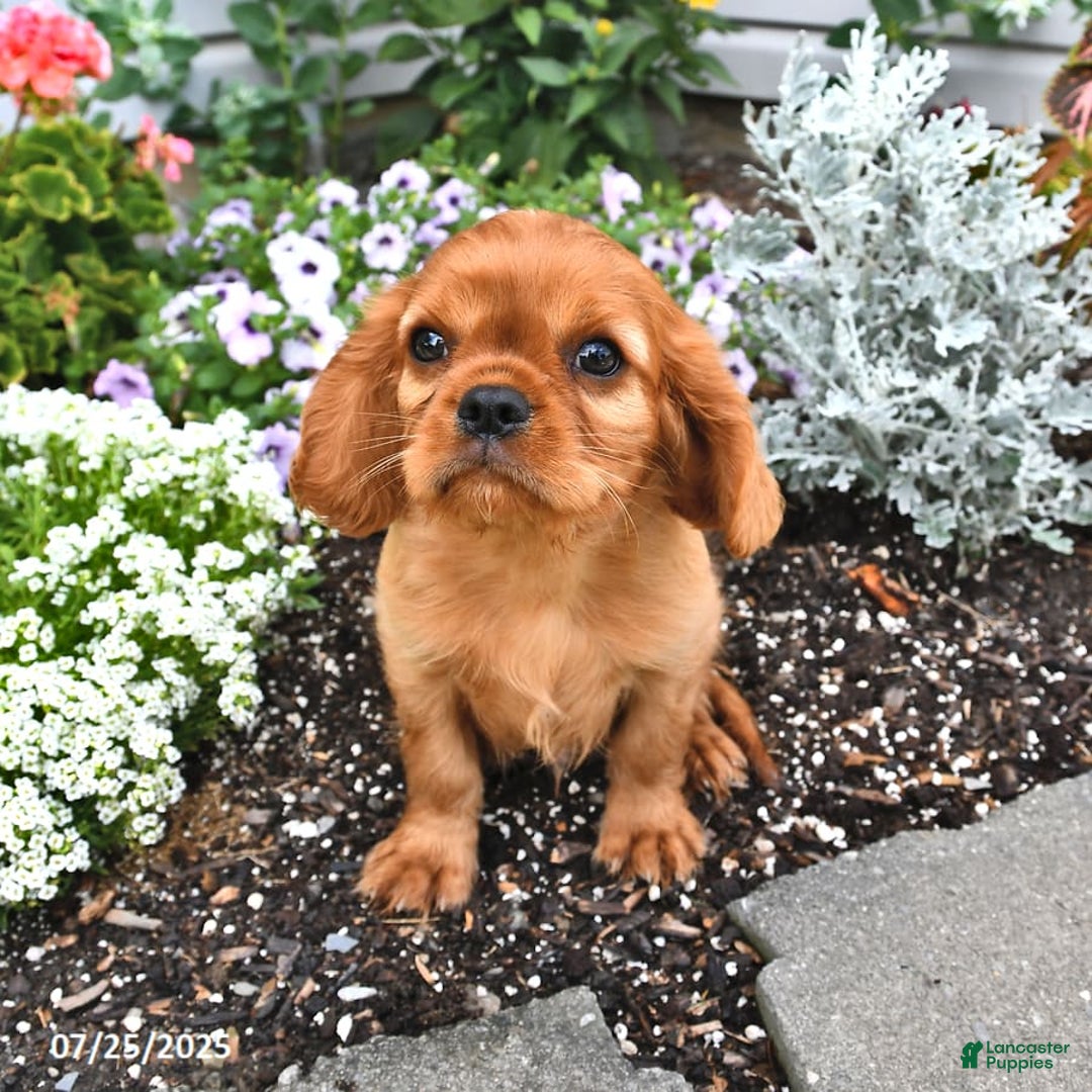 Cavalier King Charles Spaniel dogs for sale: Charlie - Image 12
