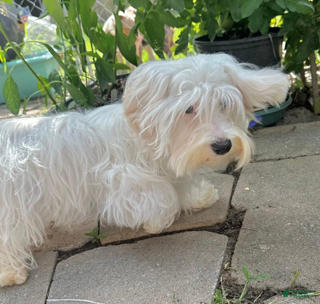 Morkie dogs for sale: Leo - Image 20