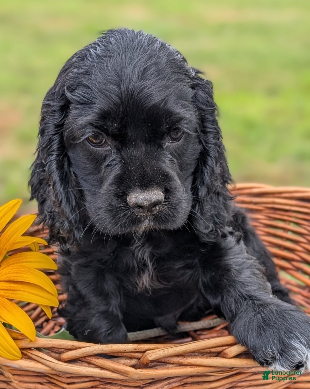 Cocker Spaniel dogs for sale: Felix - Image 3