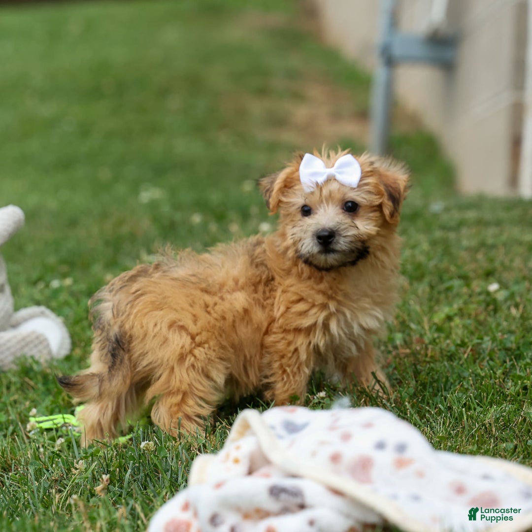 Yochon dogs for sale: Titus - Image 13
