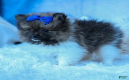 Pomeranian dogs for sale: Bobby - Image 4