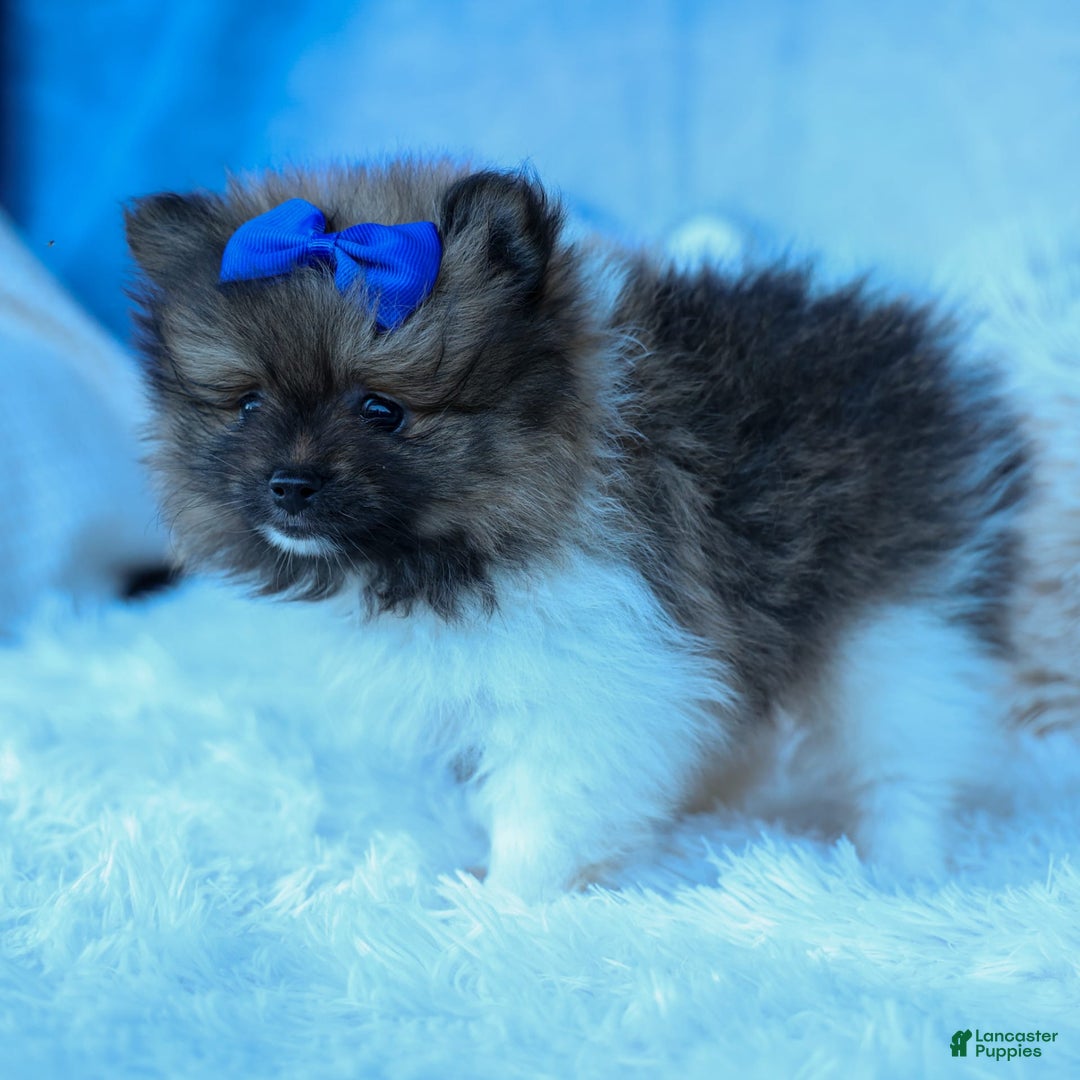 Pomeranian dogs for sale: Bobby - Image 4