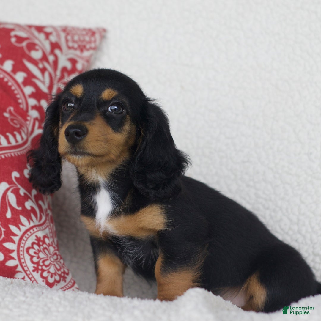 Miniature Dachshund dogs for sale: Tory - Image 4