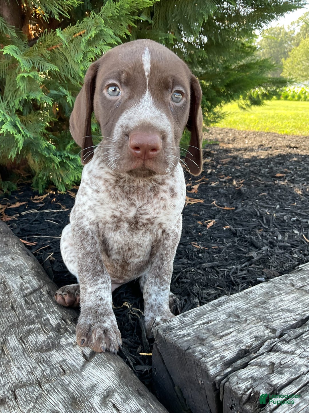 German Shorthaired Pointer dogs for sale: Kyler - Image 3