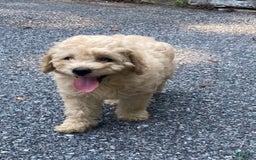 Labradoodle dogs for sale: Maxwell - Image 2