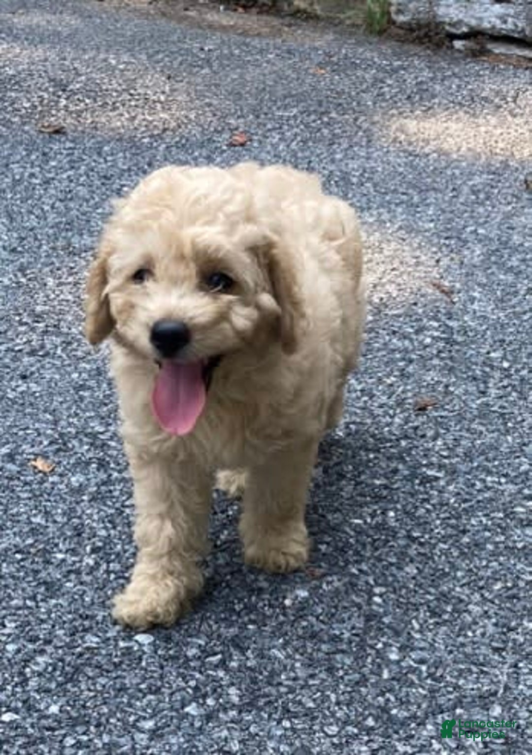 Labradoodle dogs for sale: Maxwell - Image 2