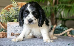 Cocker Spaniel dogs for sale: Lily - Image 1