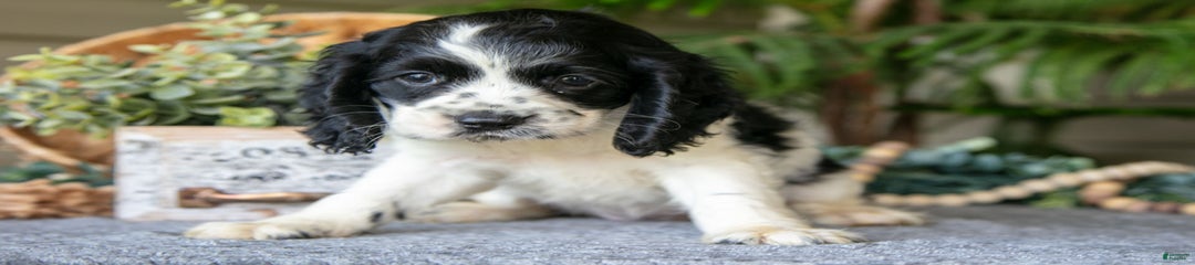 Lily