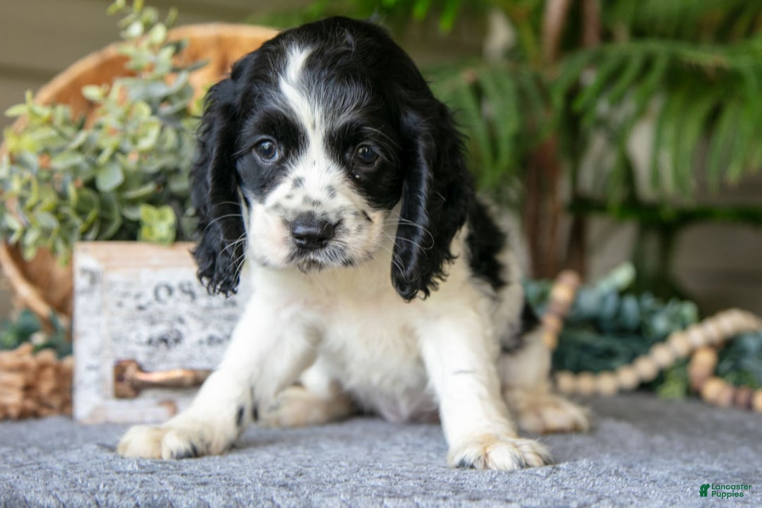Cocker Spaniel dogs for sale: Lily - Image 1
