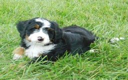 Mini Bernedoodle dogs for sale: Konnor - Image 8