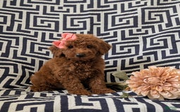Mini Goldendoodle dogs for sale: Juliet Genetic Testing - Image 2