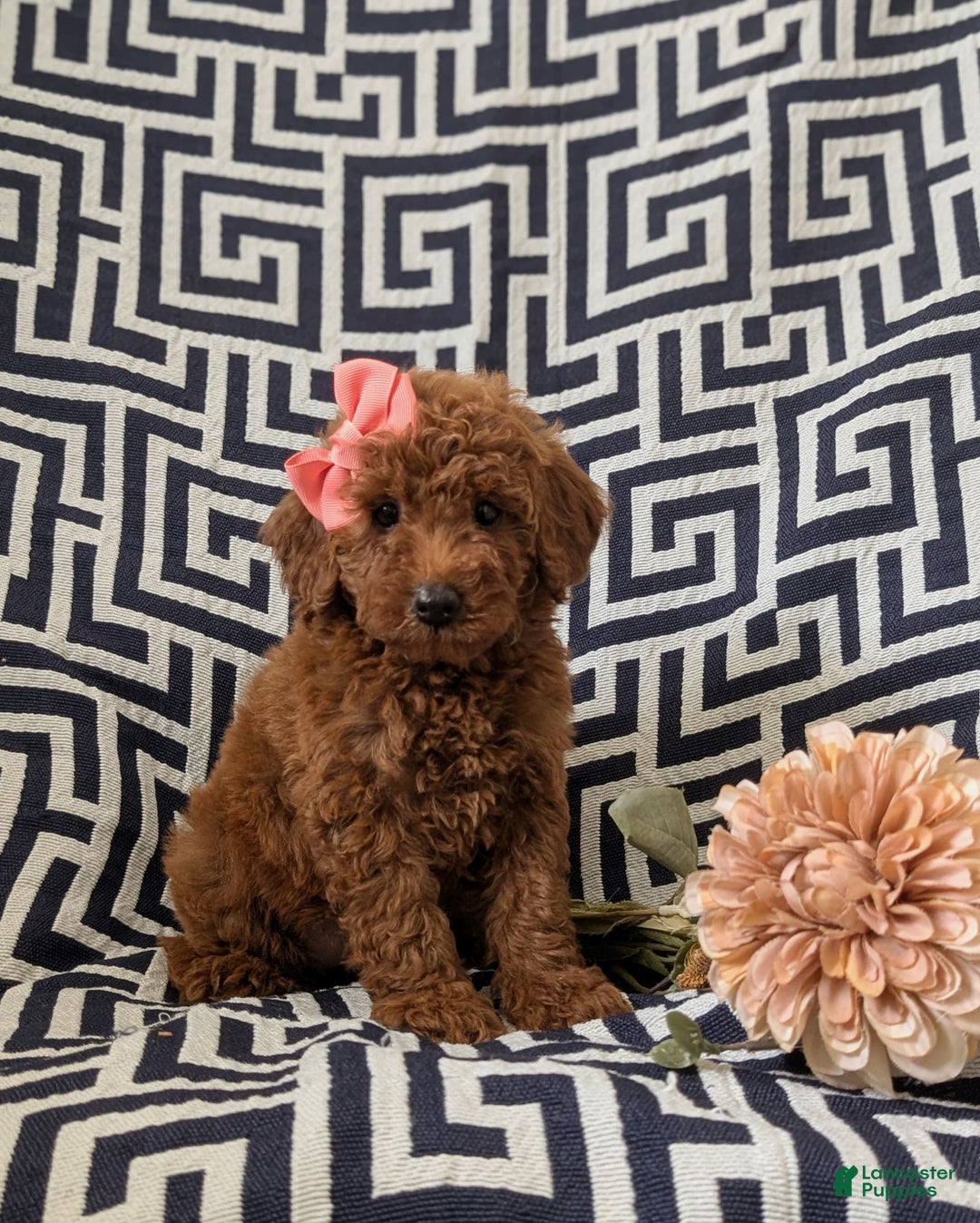 Mini Goldendoodle dogs for sale: Juliet Genetic Testing - Image 2