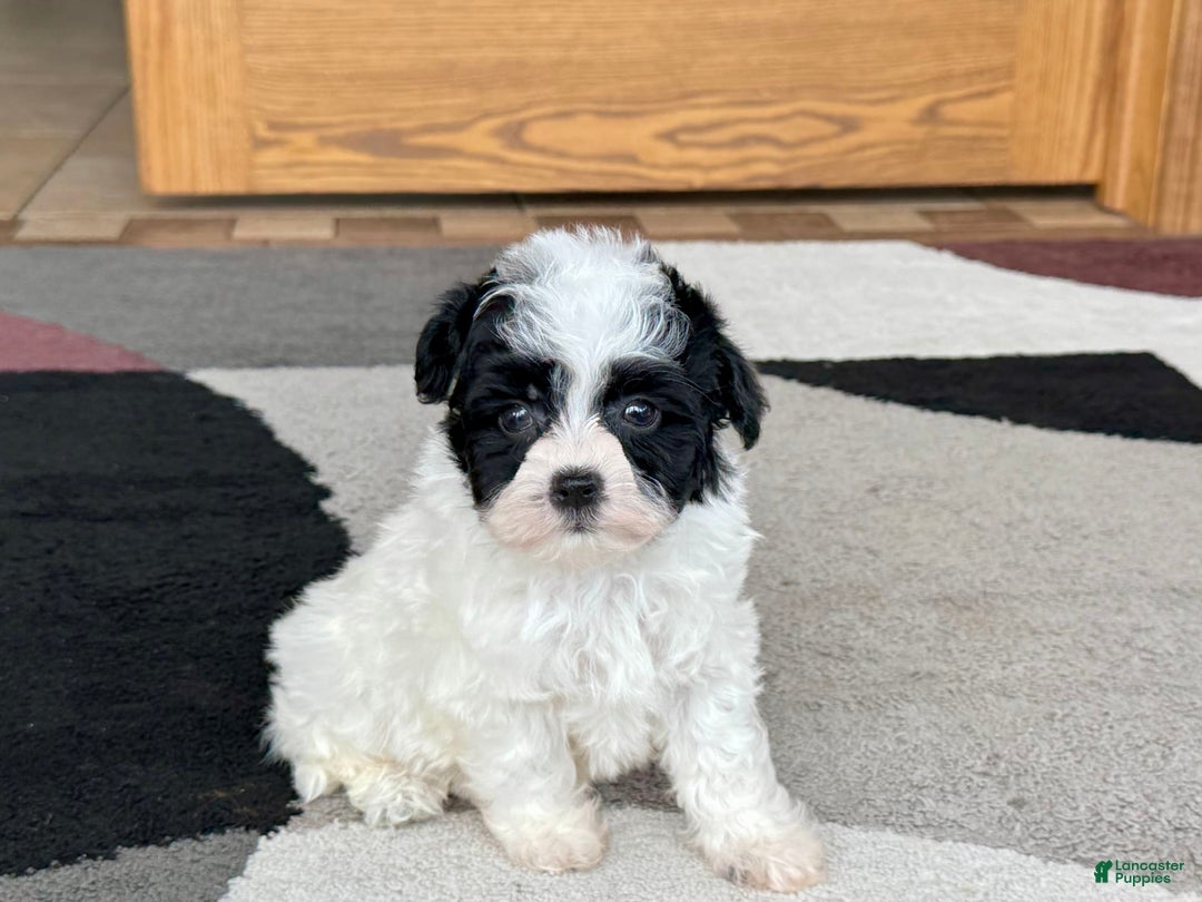 Havanese dogs for sale: Nathan - Image 8