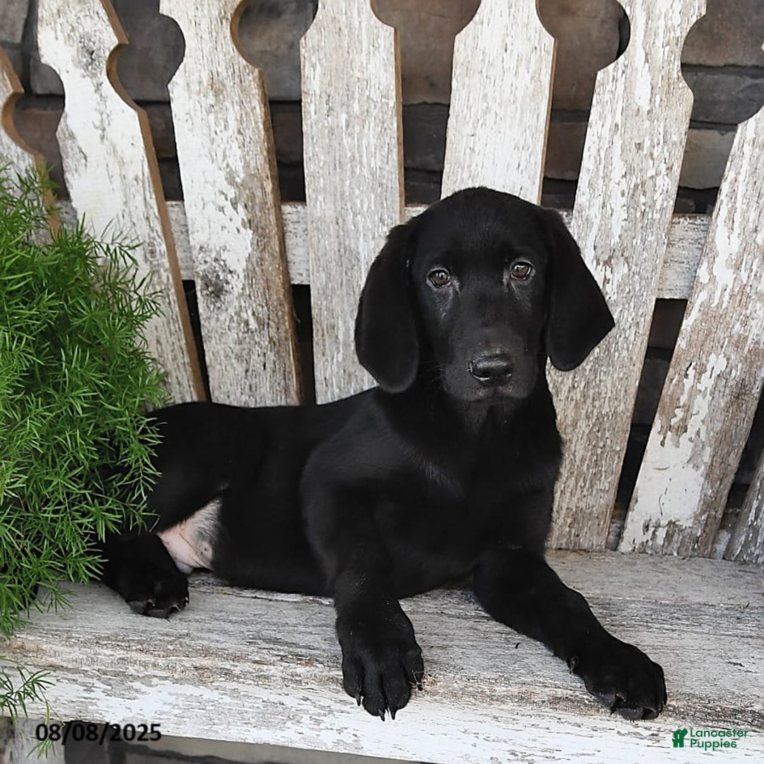Labrador Retriever dogs for sale: Cody - Image 5
