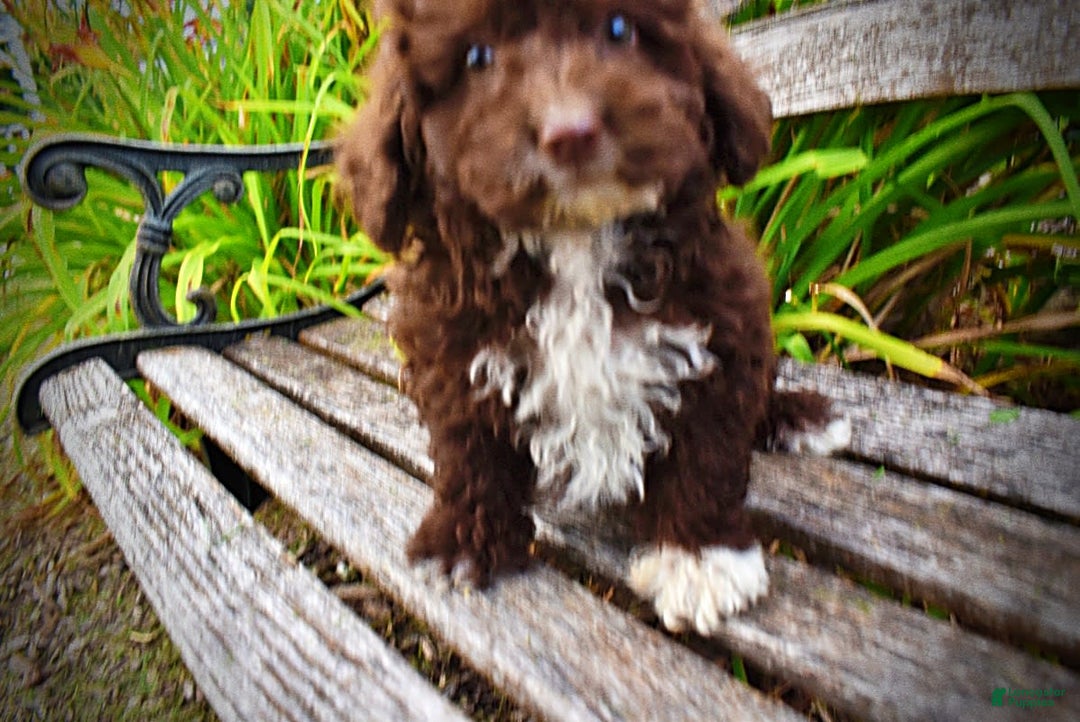 Havapoo dogs for sale: Bliss - Image 17