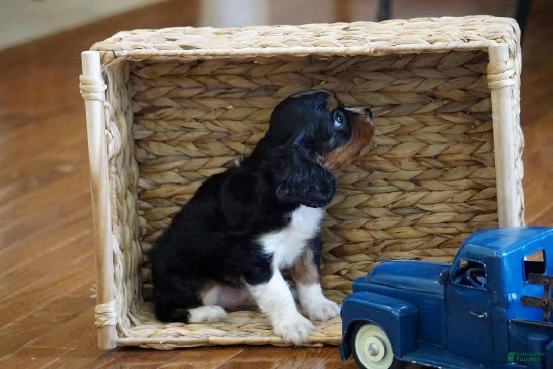 Cavalier King Charles Spaniel dogs for sale: Dylan - Image 4