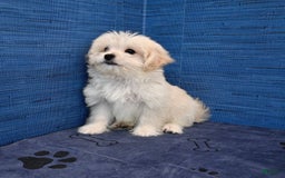 Shihpoo dogs for sale: Cedric - Image 2