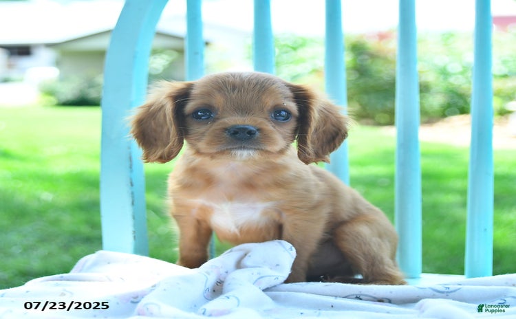 Cavalier King Charles Spaniel dogs for sale - Ad 2