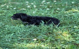 Toy Poodle dogs for sale: Tanner - Image 2