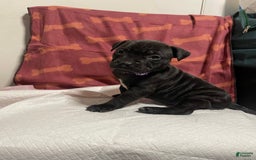 American Bully dogs for sale: Nairobi - Image 4