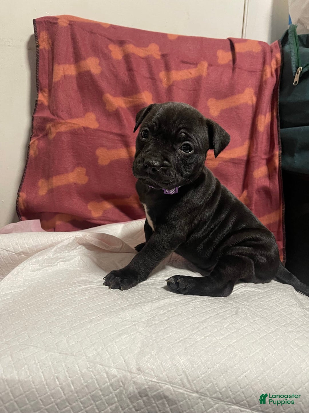 American Bully dogs for sale: Nairobi - Image 4