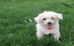 Morkie dogs for sale: Tyler - Image 5