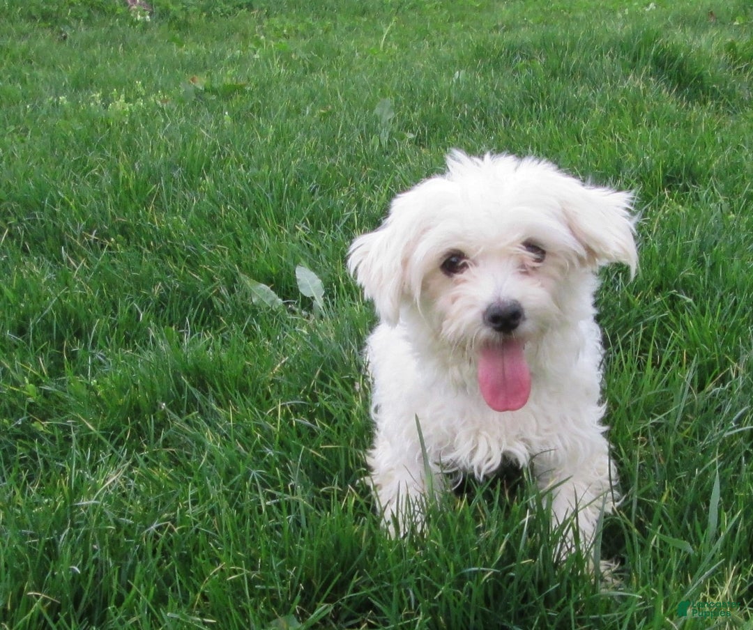 Morkie dogs for sale: Tyler - Image 5