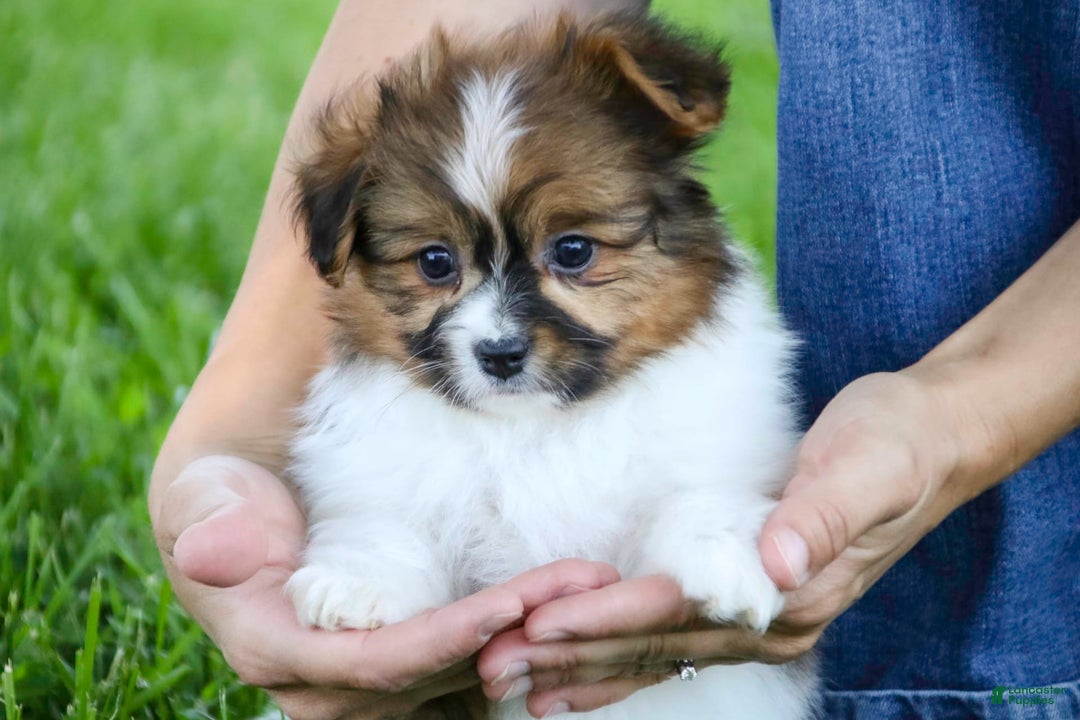 Papillon dogs for sale: Rome - Image 33