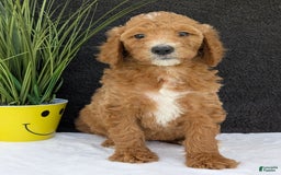 Goldendoodle dogs for sale: Zoey - Image 9