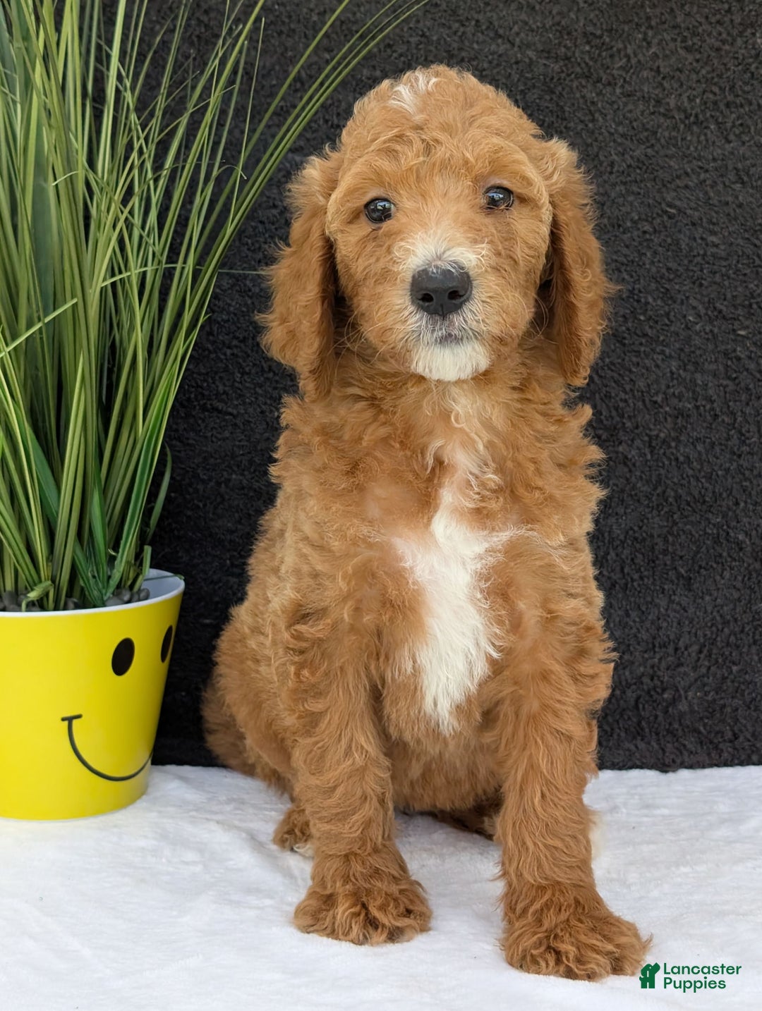 Goldendoodle dogs for sale: Zoey - Image 9