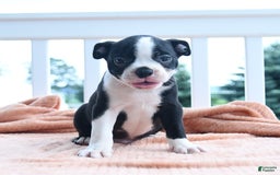 Boston Terrier dogs for sale: Eagle - Image 3