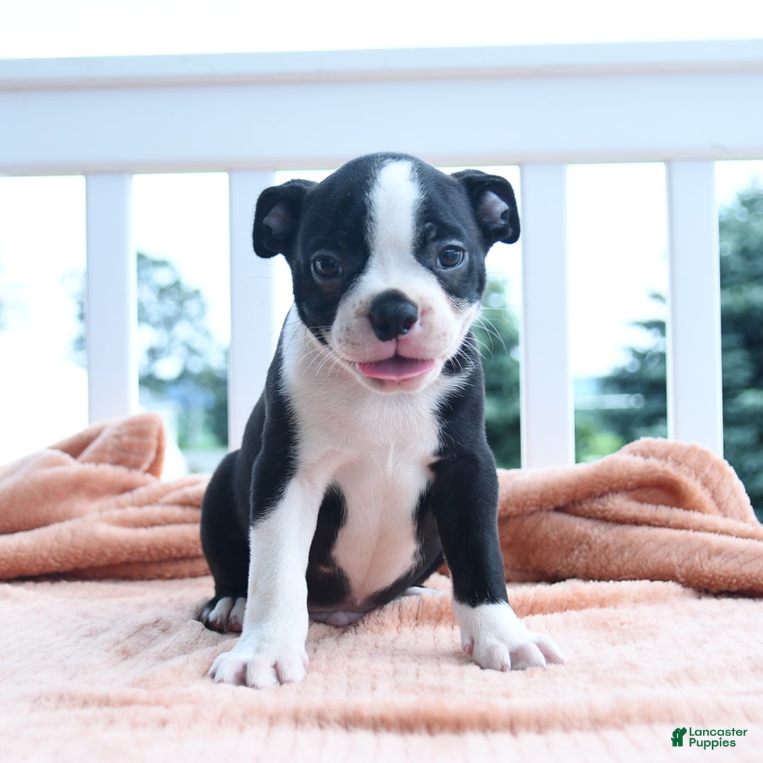 Boston Terrier dogs for sale: Eagle - Image 3
