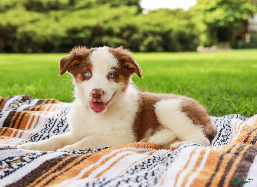 Australian Shepherd dogs for sale: River - Image 3