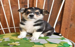 Welsh Corgi Pembroke dogs for sale: Sunny - Image 5