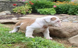 English Bulldog dogs for sale: Whitney - Image 9