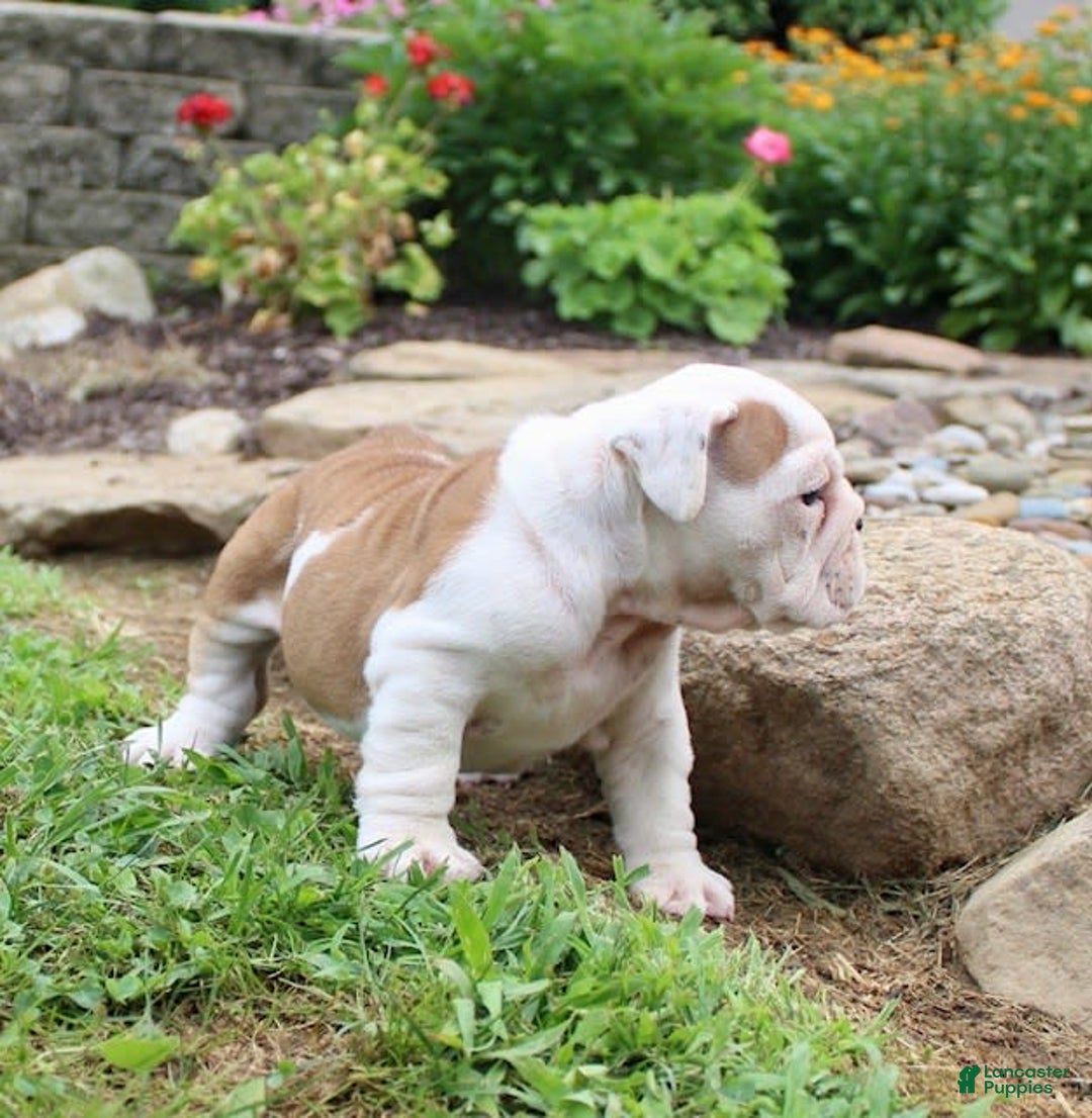 English Bulldog dogs for sale: Whitney - Image 9