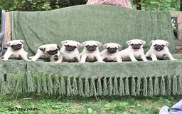 Pug dogs for sale: Biff - Image 3