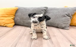 Dalmatian dogs for sale: Pepper - Image 3