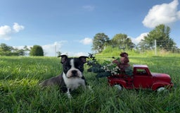 Boston Terrier dogs for sale: Lance - Image 5